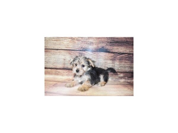 Morkie-DOG-Male-Black and Tan-169-PetCenter Old Bridge, New Jersey