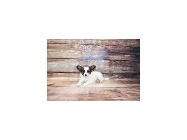 Papillon-DOG-Female-White and Red-170-PetCenter Old Bridge, New Jersey