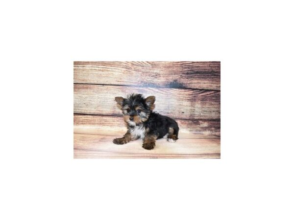 Yorkshire Terrier-DOG-Female-Black and Tan-171-PetCenter Old Bridge, New Jersey