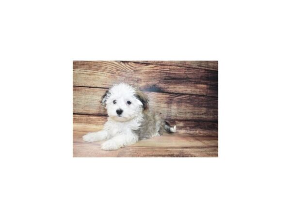 Havanese-DOG-Male-Silver Sable-172-PetCenter Old Bridge, New Jersey