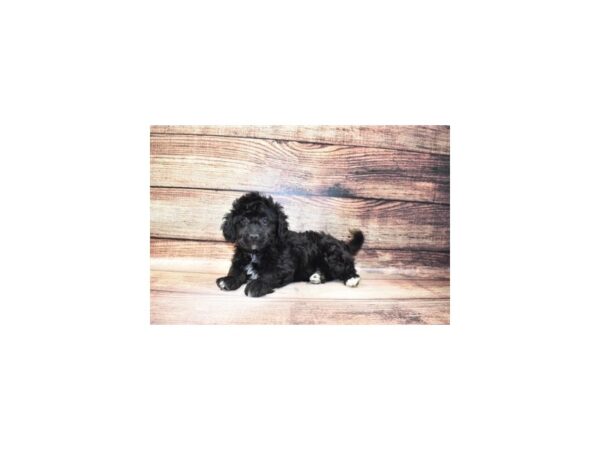 Bichon Poo-DOG-Male-Black-173-PetCenter Old Bridge, New Jersey