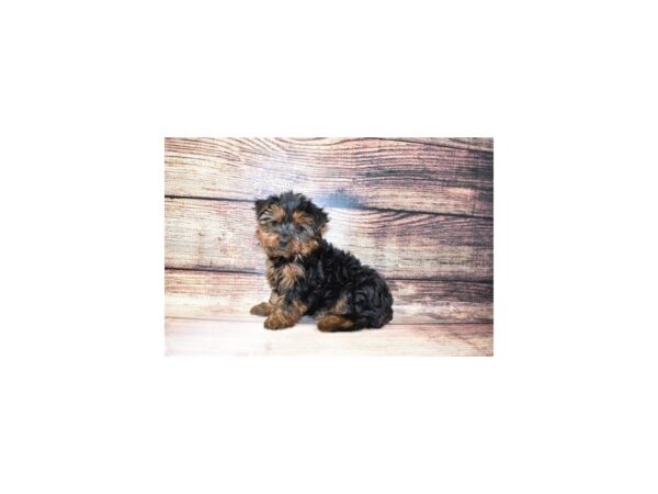 Yorkshire Terrier-DOG-Male-Black and Tan-174-PetCenter Old Bridge, New Jersey