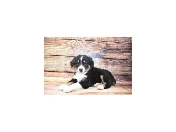 Miniature Australian Shepherd-DOG-Female-Black White and Brown-176-PetCenter Old Bridge, New Jersey