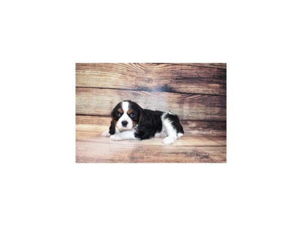 Cavalier King Charles Spaniel-DOG-Male-Black and White-177-PetCenter Old Bridge, New Jersey