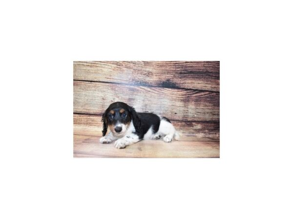 Dachshund-DOG-Male-Black and Tan-178-PetCenter Old Bridge, New Jersey