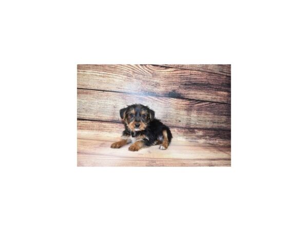Yorkshire Terrier-DOG-Male-Black and Tan-179-PetCenter Old Bridge, New Jersey