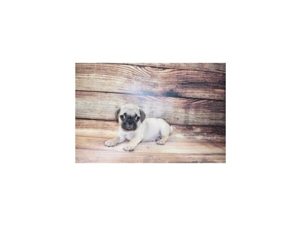 Pug-DOG-Male-Fawn-180-PetCenter Old Bridge, New Jersey