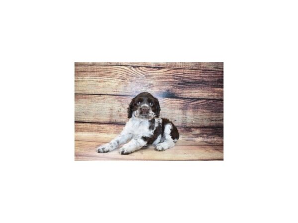 Cocker Spaniel-DOG-Male-Brown and White-181-PetCenter Old Bridge, New Jersey