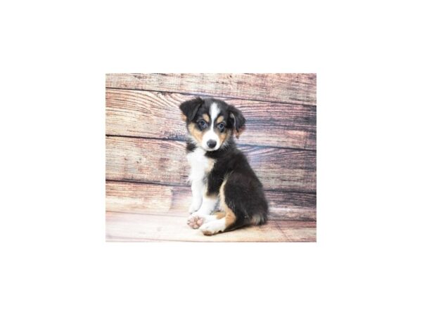 Australian Shepherd-DOG-Female-Black and White-182-PetCenter Old Bridge, New Jersey