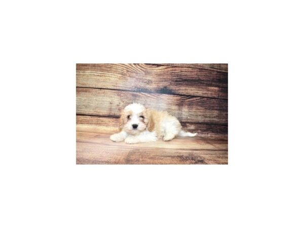 Cavapoo-DOG-Male-Red and White-183-PetCenter Old Bridge, New Jersey
