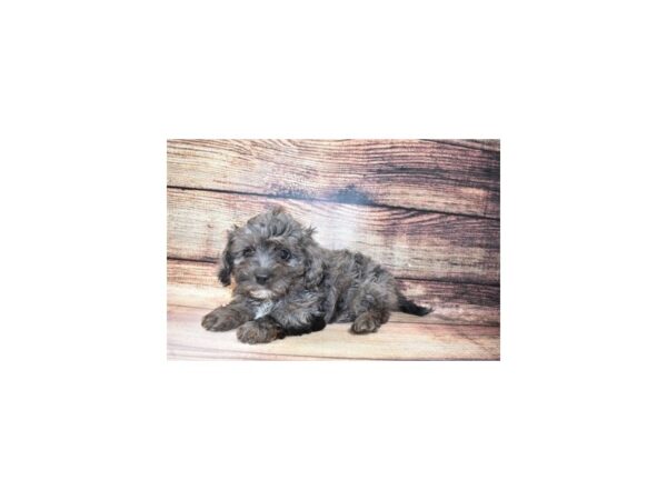 Cavapoo-DOG-Male-Blue-184-PetCenter Old Bridge, New Jersey