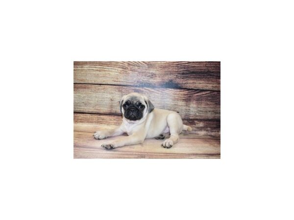 Pug-DOG-Male-Fawn-185-PetCenter Old Bridge, New Jersey