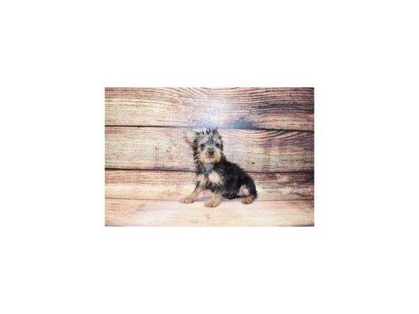 Silky Terrier-DOG-Female-Silver Black and Tan-186-PetCenter Old Bridge, New Jersey