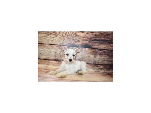 Miniature Schnauzer-DOG-Female-White-187-PetCenter Old Bridge, New Jersey