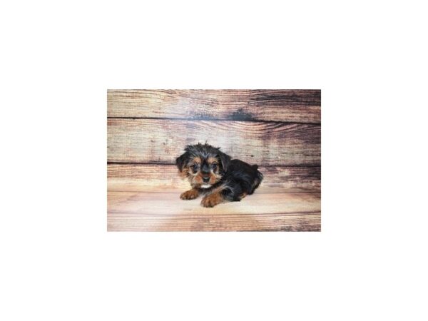 Yorkshire Terrier-DOG-Male-Black and Tan-188-PetCenter Old Bridge, New Jersey