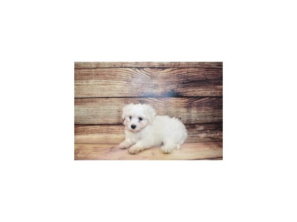 Havanese-DOG-Male-White-189-PetCenter Old Bridge, New Jersey