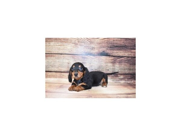 Dachshund-DOG-Male-Black and Tan-190-PetCenter Old Bridge, New Jersey