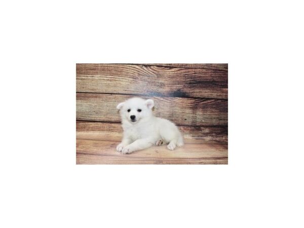 American Eskimo-DOG-Male-White-191-PetCenter Old Bridge, New Jersey
