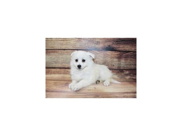 American Eskimo-DOG-Female-White-192-PetCenter Old Bridge, New Jersey