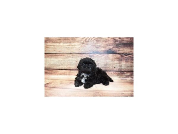 Shih Tzu-DOG-Male-Black-193-PetCenter Old Bridge, New Jersey