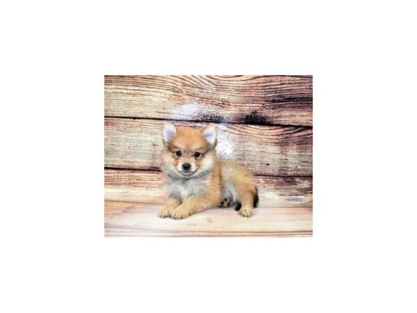 Pomeranian-DOG-Male-Orange Sable-194-PetCenter Old Bridge, New Jersey