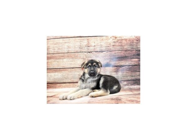German Shepherd-DOG-Male-Black and Tan-195-PetCenter Old Bridge, New Jersey