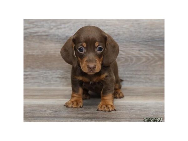 Dachshund-DOG-Female-Chocolate and Tan-199-PetCenter Old Bridge, New Jersey