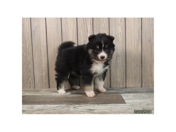 Pomsky-DOG-Female-Black Tan / White-201-PetCenter Old Bridge, New Jersey