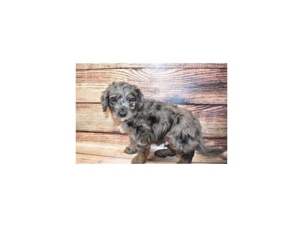 Mini Goldendoodle-DOG-Male-Merle-202-PetCenter Old Bridge, New Jersey