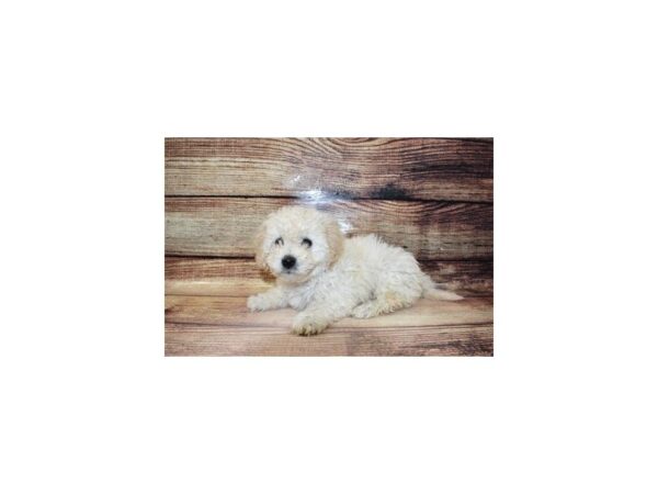 Bichon Poo-DOG-Male-Cream and White-203-PetCenter Old Bridge, New Jersey