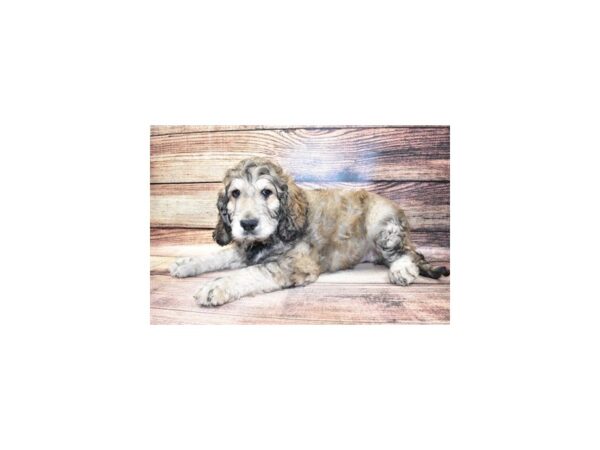 Goldendoodle-DOG-Male-Brown and Apricot-204-PetCenter Old Bridge, New Jersey