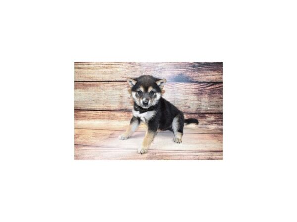 Shiba Inu-DOG-Male-Black and Tan-205-PetCenter Old Bridge, New Jersey