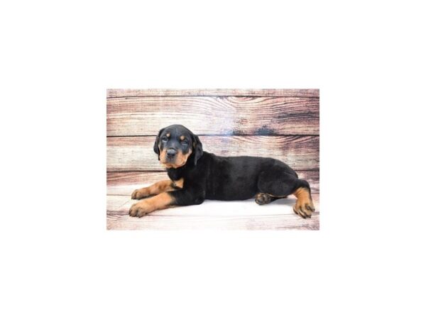 Rottweiler-DOG-Female-Black and Mahogany-206-PetCenter Old Bridge, New Jersey