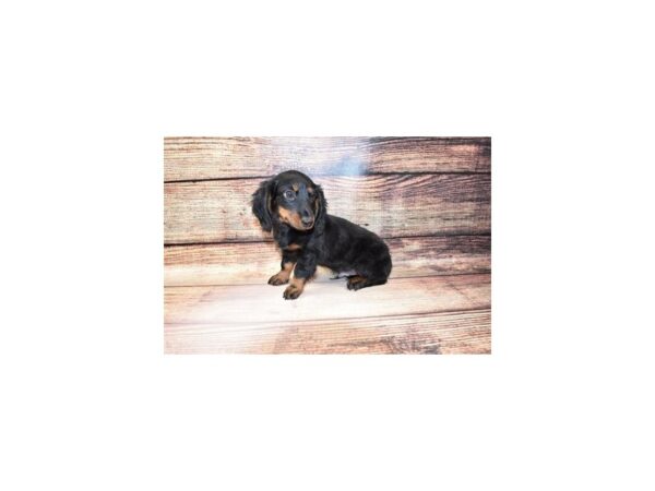Dachshund-DOG-Male-Black and Tan-207-PetCenter Old Bridge, New Jersey