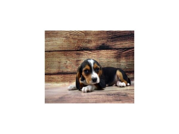 Beaglier-DOG-Male-Black White and Tan-208-PetCenter Old Bridge, New Jersey