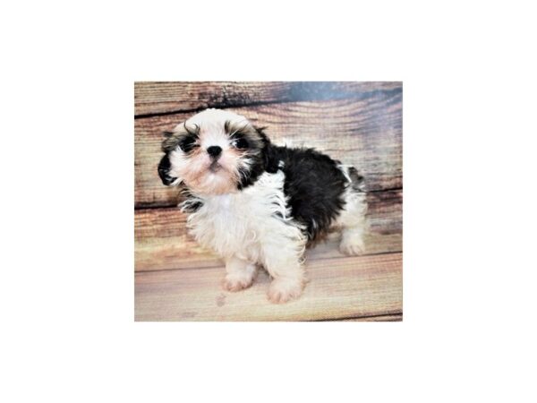 Shih Tzu-DOG-Female-Gold and White-209-PetCenter Old Bridge, New Jersey