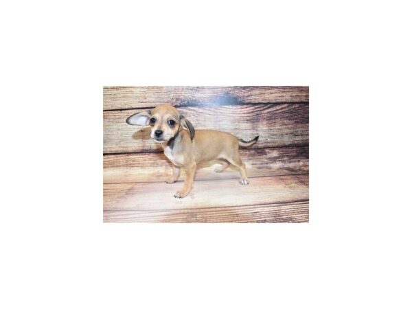 Chiweenie-DOG-Female-Fawn-211-PetCenter Old Bridge, New Jersey