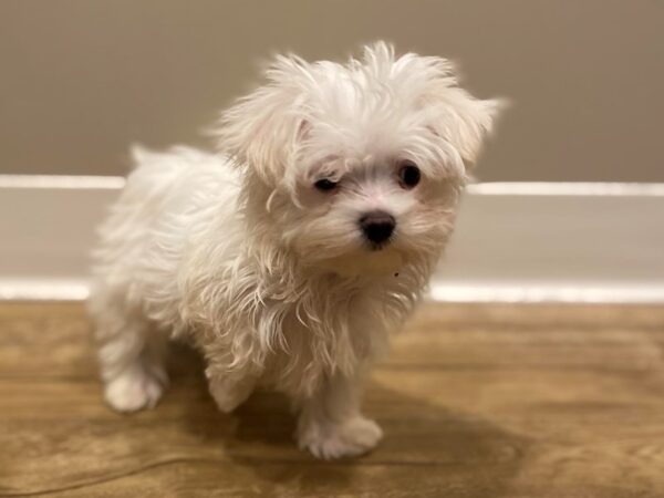 Maltese-DOG-Male-White-200-PetCenter Old Bridge, New Jersey
