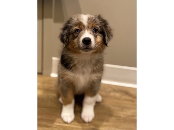 Miniature Australian Shepherd-DOG-Male-Blue Merle-197-PetCenter Old Bridge, New Jersey