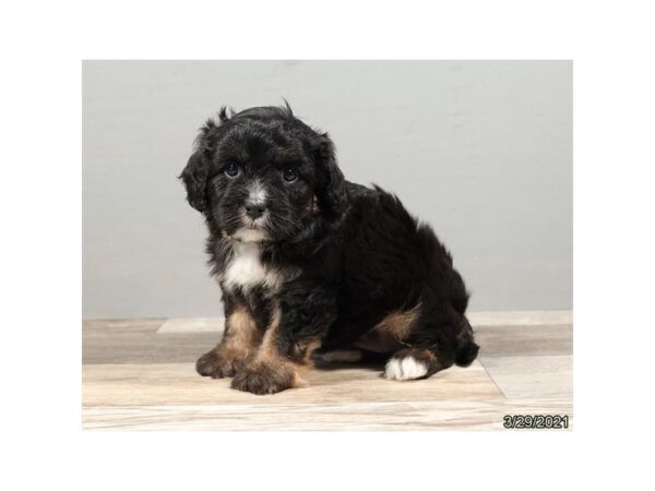 Cavapoo-DOG-Female-Black-212-PetCenter Old Bridge, New Jersey