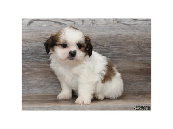 Shih Tzu-DOG-Female-White / Sable-213-PetCenter Old Bridge, New Jersey