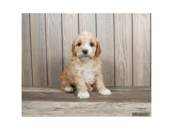 Cock A Poo-DOG-Male-Buff / White-214-PetCenter Old Bridge, New Jersey