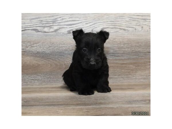 Scottish Terrier-DOG-Male-Black-215-PetCenter Old Bridge, New Jersey