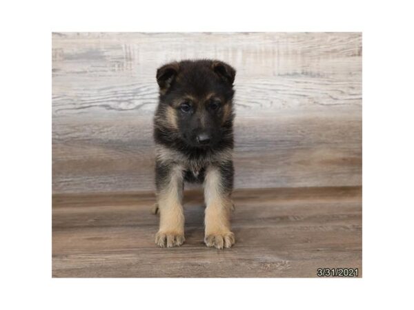 German Shepherd Dog-DOG-Male-Black / Red-217-PetCenter Old Bridge, New Jersey