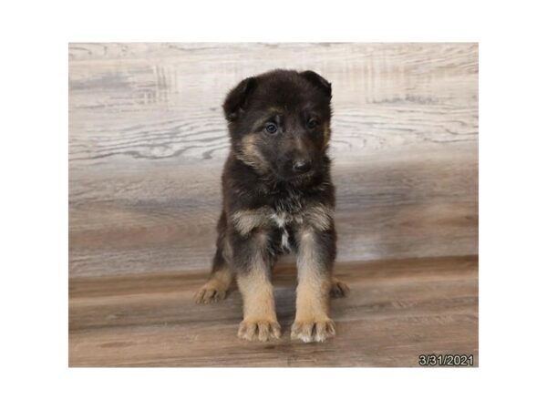 German Shepherd Dog-DOG-Female-Black / Red-218-PetCenter Old Bridge, New Jersey