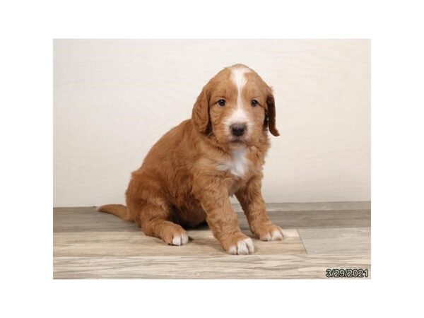 Goldendoodle-DOG-Female-Golden-221-PetCenter Old Bridge, New Jersey