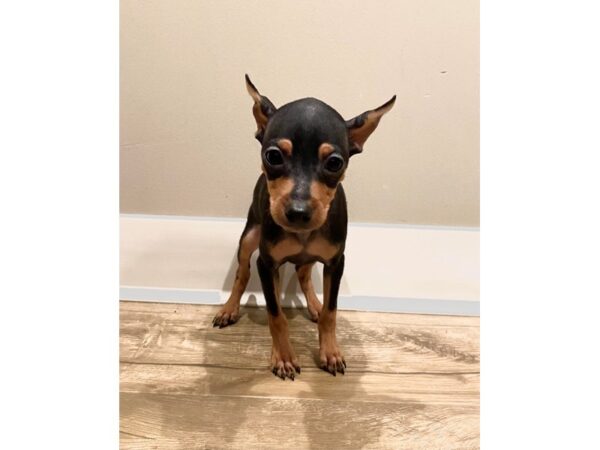 Miniature Pinscher-DOG-Male-Black / Rust-216-PetCenter Old Bridge, New Jersey