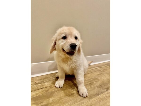 Golden Retriever-DOG-Female-Cream-219-PetCenter Old Bridge, New Jersey