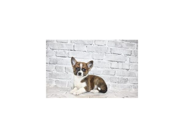Pomchi-DOG-Male-Brindle and White-222-PetCenter Old Bridge, New Jersey