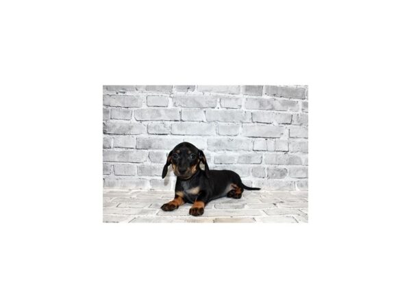 Dachshund-DOG-Female-Black and Tan-223-PetCenter Old Bridge, New Jersey